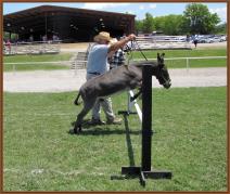 Reserve High Point Miniature In-Hand Gelding