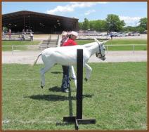 High Point Miniature In-Hand Gelding