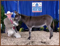 Reserve High Point Miniature Halter Gelding