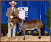 High Point Miniature Halter Gelding