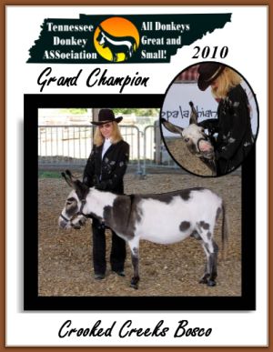 Overall Champion Donkey