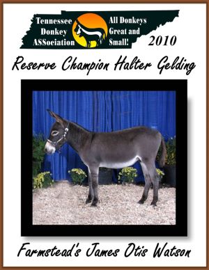 Reserve Halter Gelding