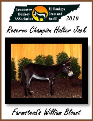 Reserve High Point Halter Jack (tie)