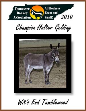 High Point Halter Gelding