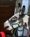 2006 Champion Miniature Halter Jack - Crooked Creek's Bosco - Crooked Creek Ranch