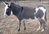 2006 Reserve Champion Halter Jennet - Derbytown's Loretta
