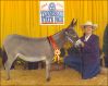 2005 Reserve Champion Halter Gelding - Wolfheart's Doc O'Leo