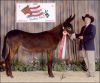 2007 Champion Mammoth Halter Jennet - J.B. Royal Elizabeth