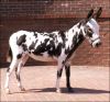 2006 Champion Spotted Color - Wee Ones Lots of Dots - Wee Ones Farm