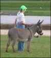 2006 Reserve Champion Miniature Halter Gelding - Blessed Assurance Maverick - Blessed Assuamce Far,