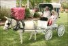 2006  Champion Ambassador Donkey - Wee Ones White Feather