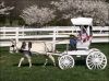 2006 Reserve Driving Award Winner - Wee Ones White Feather - Wee Ones Farm