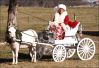 2007 Reserve High Point Driving Award - Wee Ones White Feather - Wee Ones Farm